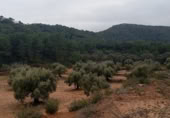 Masia amb terreny en venda a Ascó ref.: TR391433 foto