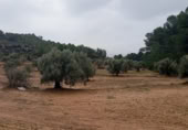Masia amb terreny en venda a Ascó ref.: TR391433 foto