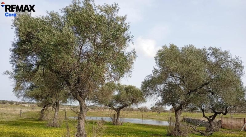 Cáceres - Montánchez - 13000m2