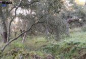 Non-developable land for sale on España, Jerez de los Caballeros, ref: TR391161 photo