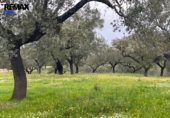 Non-developable land for sale on España, Jerez de los Caballeros, ref: TR391161 photo
