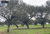 Non-developable land for sale on España, Jerez de los Caballeros, ref: TR391161 photo