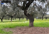 Non-developable land for sale on España, Jerez de los Caballeros, ref: TR391161 photo