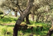 Non-developable land for sale on España, Jerez de los Caballeros, ref: TR391161 photo