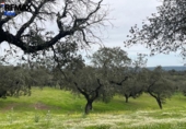 Non-developable land for sale on España, Jerez de los Caballeros, ref: TR391161 photo