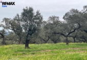Non-developable land for sale on España, Jerez de los Caballeros, ref: TR391161 photo