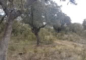 Terreno no urbanizable en venta en la Camino las peñas SN, Manganeses de la Lampreana, ref: TR392135 foto