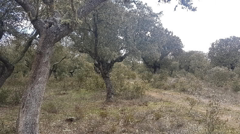 Zamora - Manganeses de la Lampreana - 22911m2