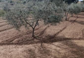 Land suitable for development for sale on España, Cehegín, ref: TR391806 photo
