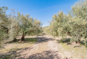 Deifontes 3215&nbsp;м²