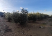 Chalet independiente con terreno en venta en la España, Amposta, ref: TR400376 foto