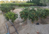 Chalet independiente con terreno en venta en la España, Amposta, ref: TR400376 foto