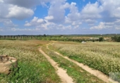 Non-developable land for sale on España, Almonte, ref: TR399814 photo