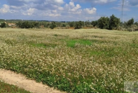 Almonte 33362&nbsp;m²