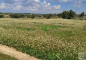 Non-developable land for sale on España, Almonte, ref: TR399814 photo