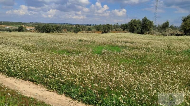 Huelva - Almonte - 33362m2