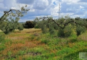 Non-developable land for sale on España, Almonte, ref: TR399814 photo
