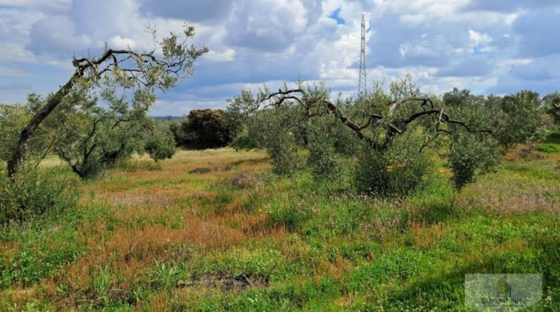 Huelva - Almonte - 33362m2