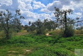 Almonte 33362&nbsp;m²