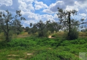 Non-developable land for sale on España, Almonte, ref: TR399814 photo