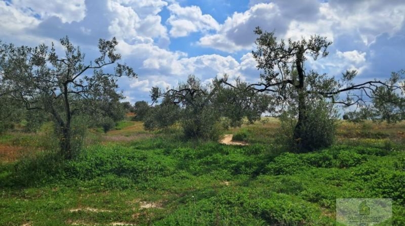 Huelva - Almonte - 33362m2