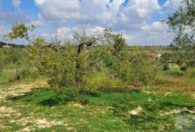 Almonte 33362&nbsp;m²