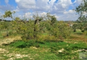 Non-developable land for sale on España, Almonte, ref: TR399814 photo