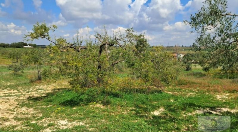 Huelva - Almonte - 33362m2
