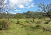 Terreno no urbanizable en venta en la España, Chiva, ref: TR392297 foto