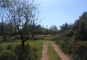 Terreno no urbanizable en venta en la España, Chiva, ref: TR392297 foto