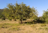Terreno no urbanizable en venta en la España, Chiva, ref: TR392297 foto