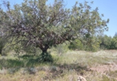 Terreno no urbanizable en venta en la España, Chiva, ref: TR392297 foto