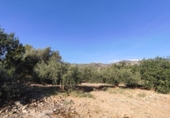 Terreno no urbanizable en venta en la España, Alcanar, ref: TR392041 foto
