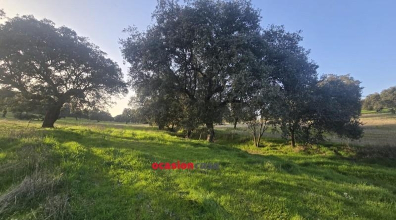 Córdoba - Fuente Obejuna - 212626m2
