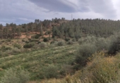 Xalet independent amb terreny en venda a la España, Xerta, ref.: TR392566 foto