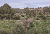 Xalet independent amb terreny en venda a la España, Xerta, ref.: TR392566 foto