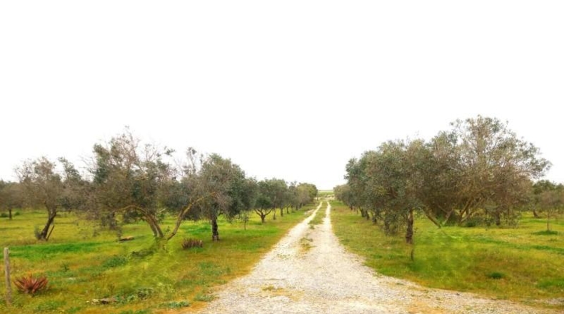 Cádiz - Jerez de la Frontera - 33000m2