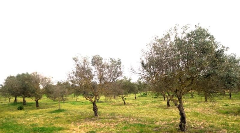 Cádiz - Jerez de la Frontera - 33000m2