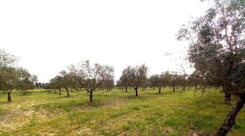 Cádiz - Jerez de la Frontera - 33000m2