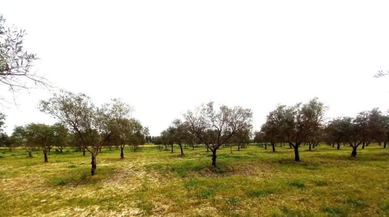 Cádiz - Jerez de la Frontera - 33000m2