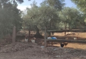 Chalet independiente con terreno en venta en la España, Amposta, ref: TR391661 foto