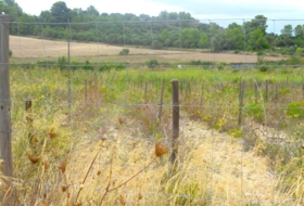 Santa Margalida 22734&nbsp;m² 
