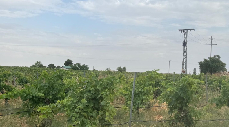 Ciudad Real - Daimiel - 55000m2