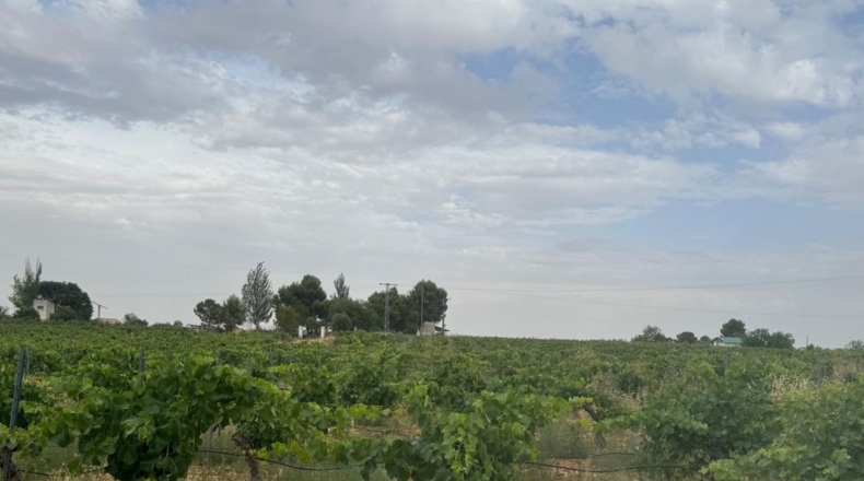 Ciudad Real - Daimiel - 55000m2