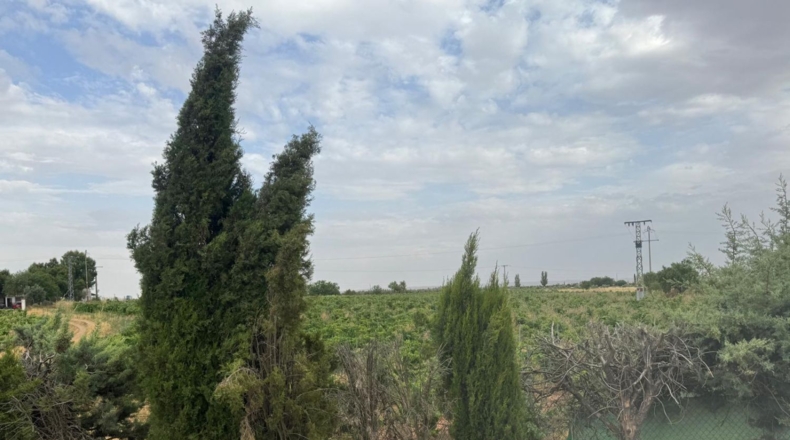 Ciudad Real - Daimiel - 55000m2