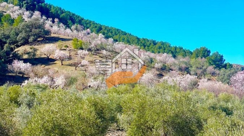 Almeria - Vélez-Rubio - 1248m2