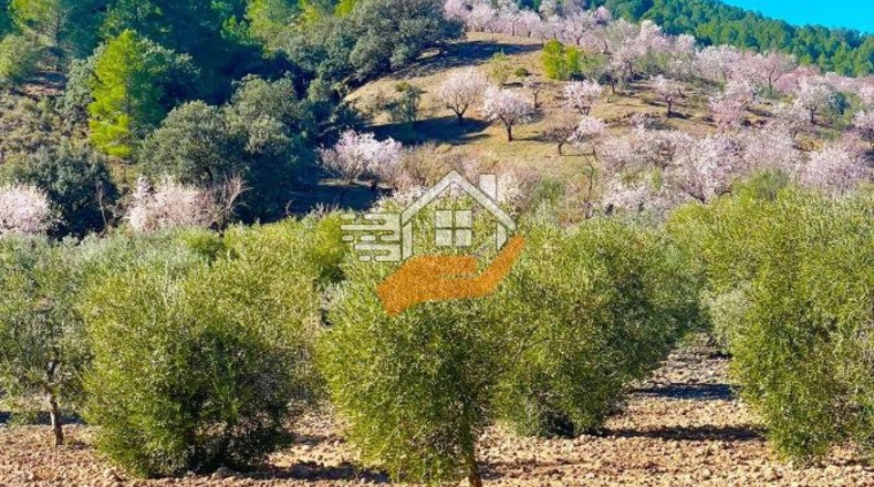 Almeria - Vélez-Rubio - 1248m2