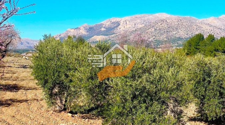 Almeria - Vélez-Rubio - 1248m2