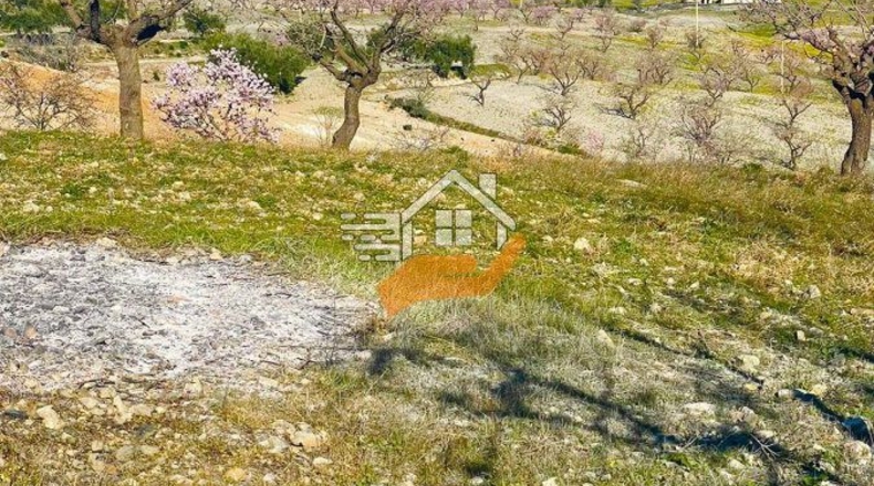 Almería - Vélez-Rubio - 14500m2