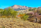 Non-developable land for sale in Vélez-Rubio ref: TR392557 photo